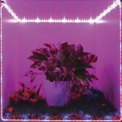 Cheap 🎁 Patriot Lighting® 12' LED Grow Tape Light ⌛ -Patriot Lighting Sales 346 0603 12LEDGrowTapeLight P in use 4copy